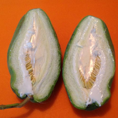 Schlingpflanze - gelöst: Araujia sericifera (Folterpflanze) Frucht13