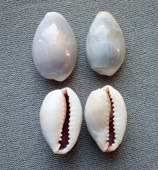 Monetaria annulus - (Linnaeus, 1758) - Juvénile C2jpg10