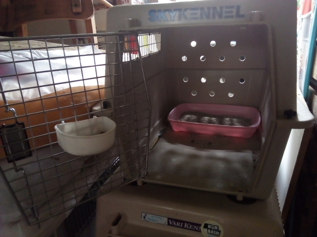 Mettre un chat dans une caisse de transport - Page 2 Img_2213