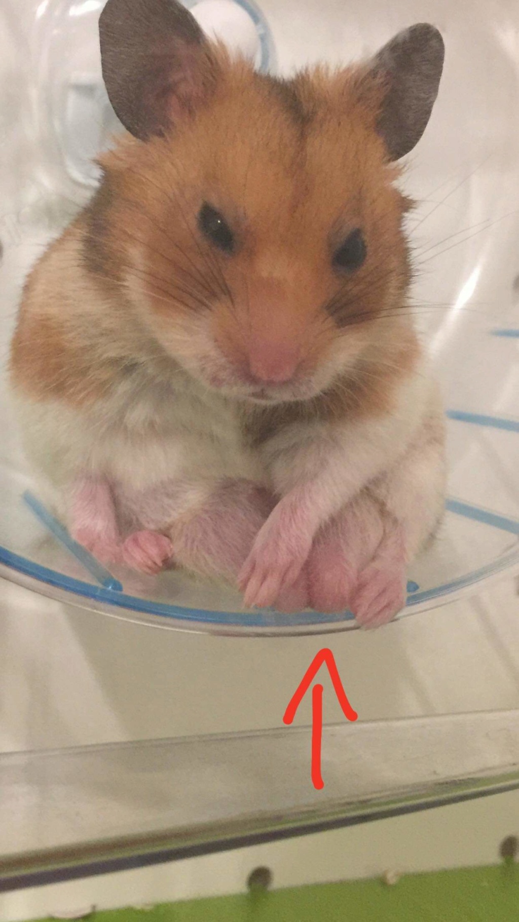 Mon hamster ne bouge plus que faire HELP - Alimentation - Nimo