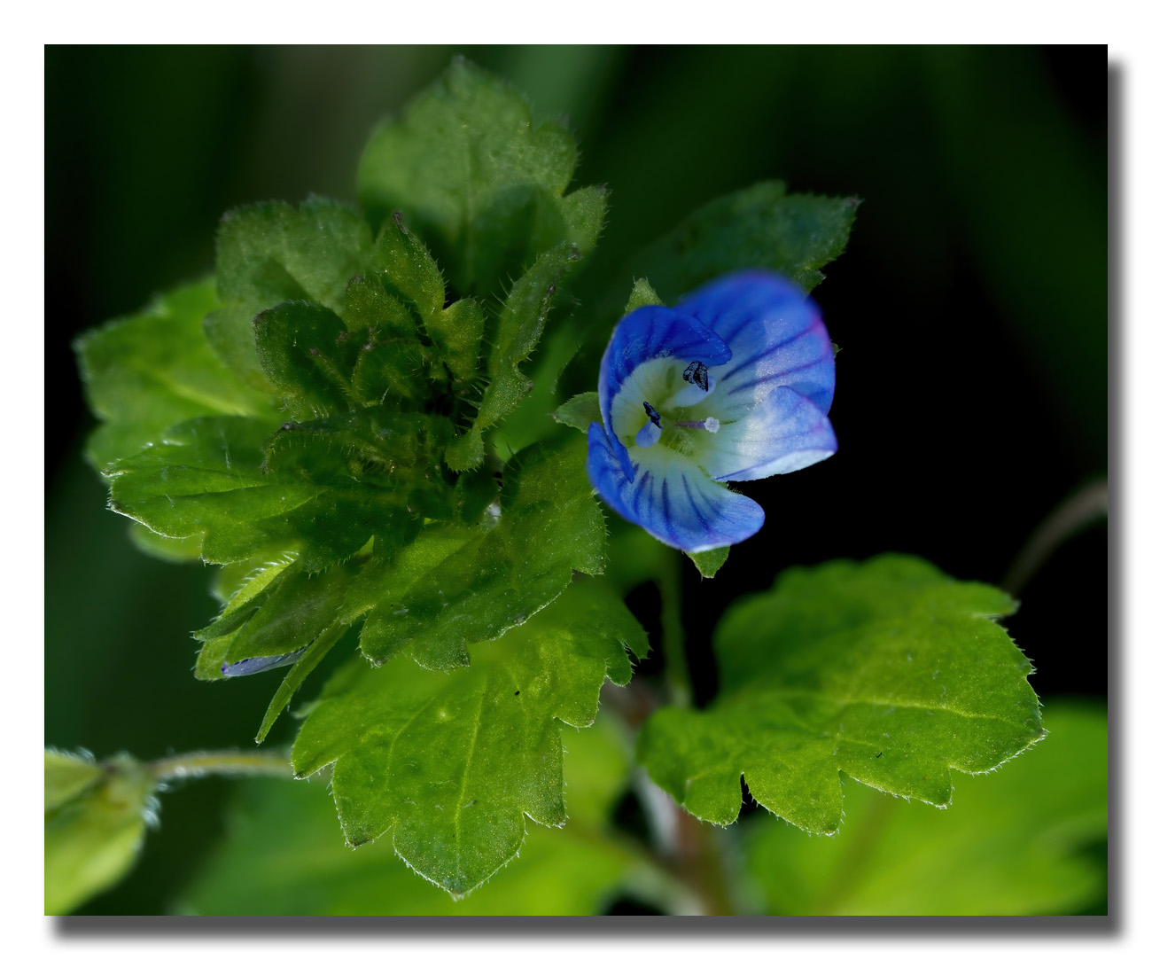 Quelques focus stacking 310