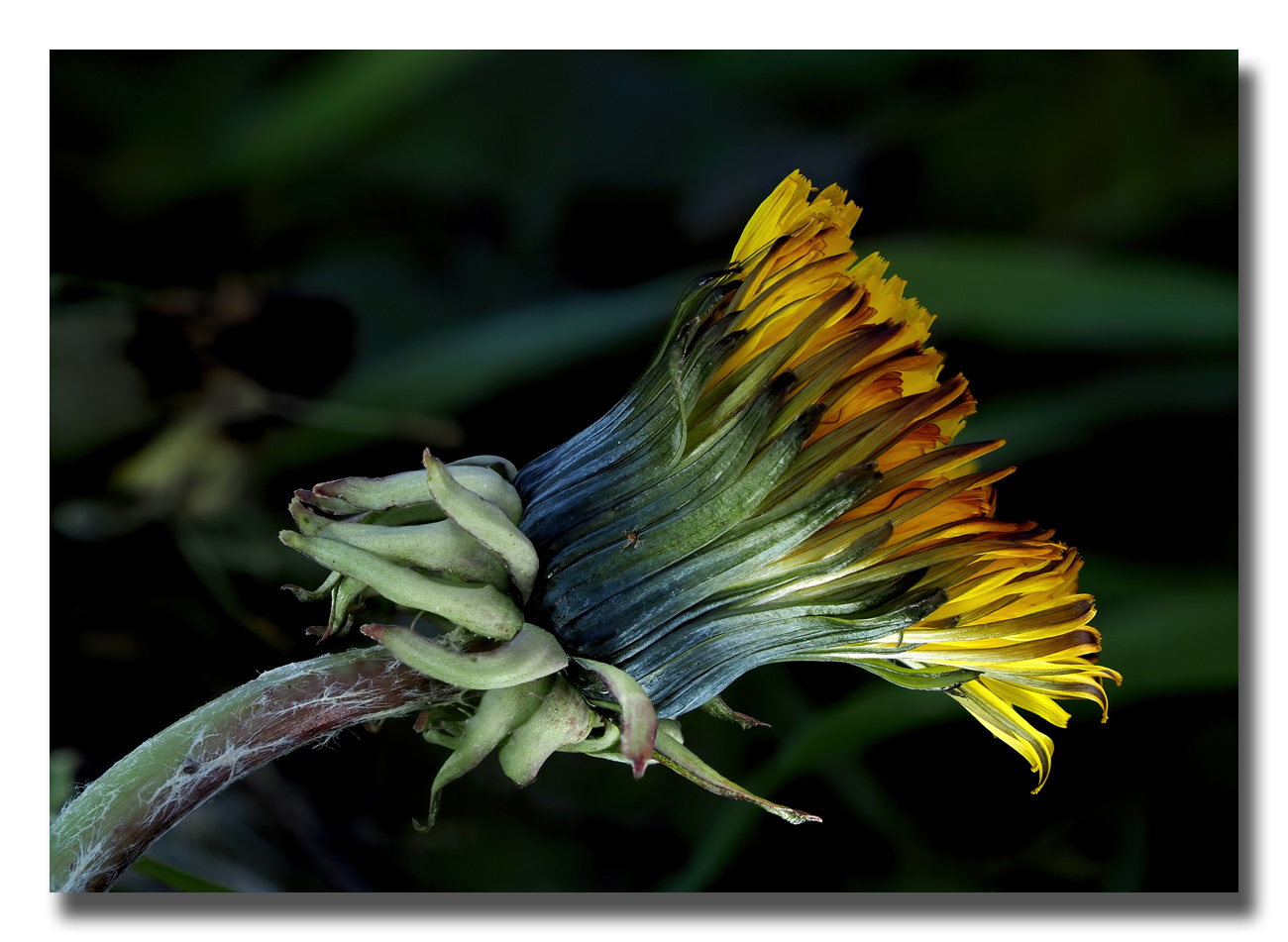 Quelques focus stacking 510