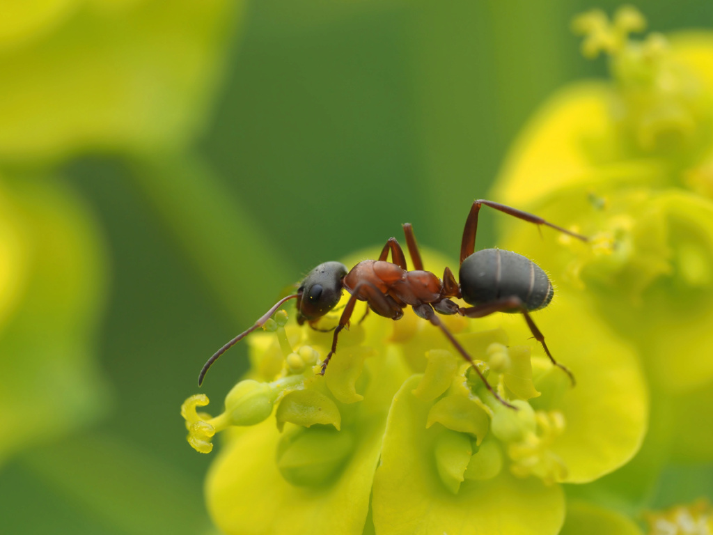 Quelques focus stacking - Page 2 D4270010