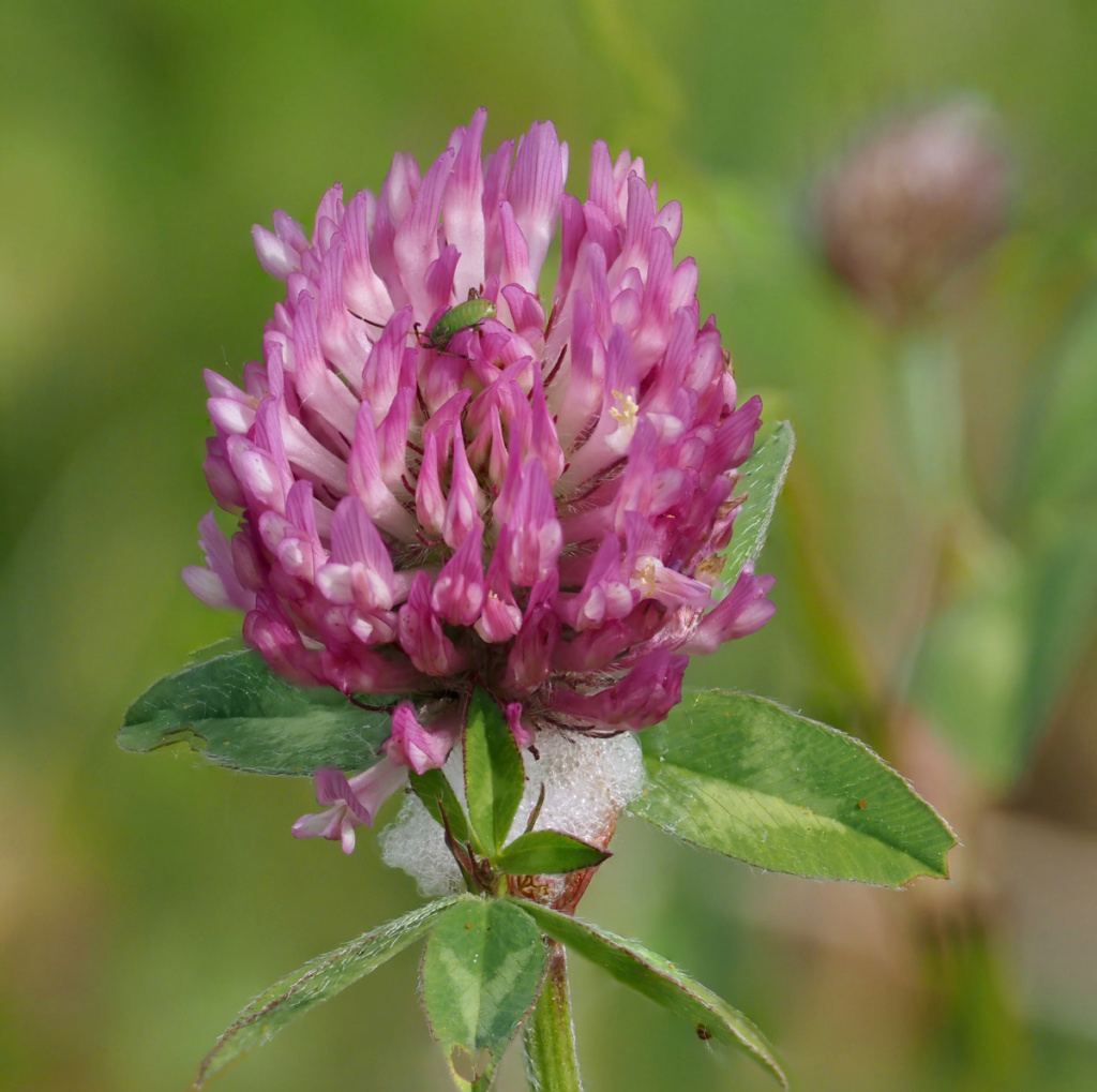 Quelques focus stacking D5050011