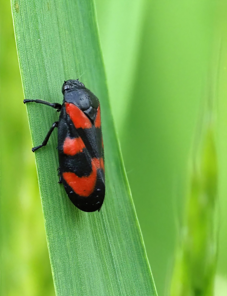 Quelques focus stacking D5050410