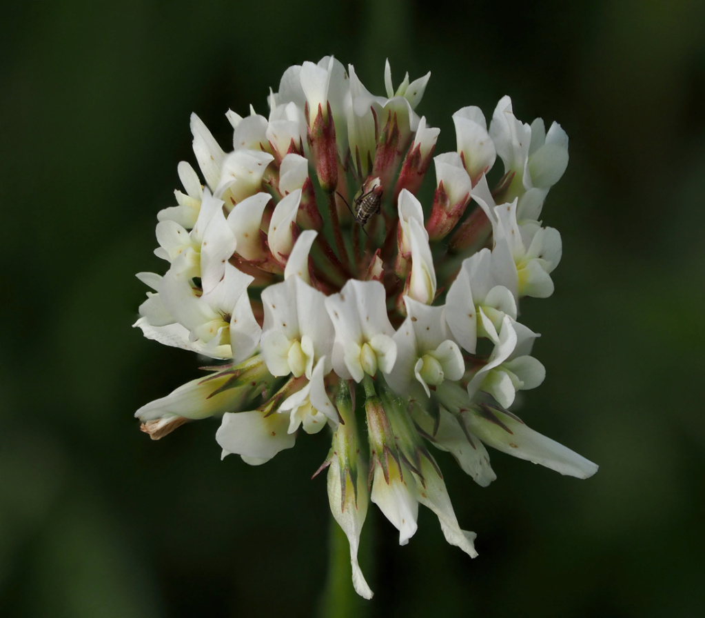 Quelques focus stacking P5020010