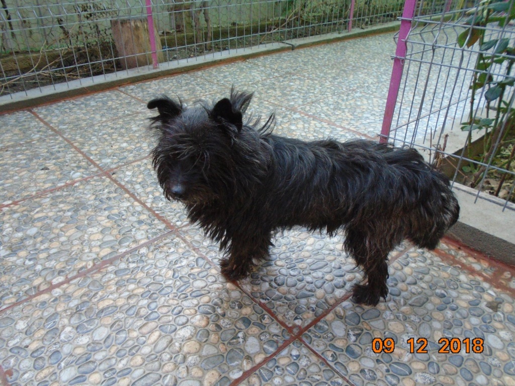 Gustav- mâle - refuge d'Arad-reserver adoption ( 67) 49138010