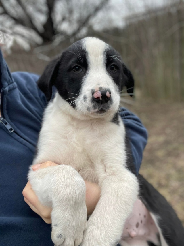 Odin (ex Almond)- mâle- fourrière de Târgu Frumos - réservé à l’adoption (67) Almond11