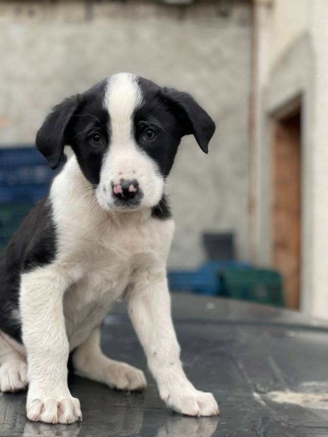 Odin (ex Almond)- mâle- fourrière de Târgu Frumos - réservé à l’adoption (67) Almond16