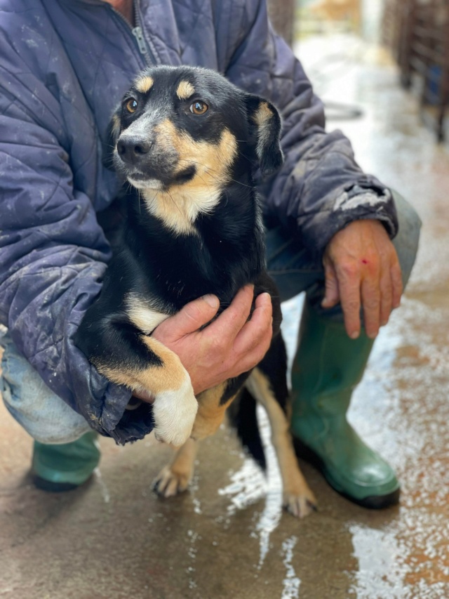 Archy- mâle- fourrière de Târgu Frumos réserervé à l'adoption (57) Archie17