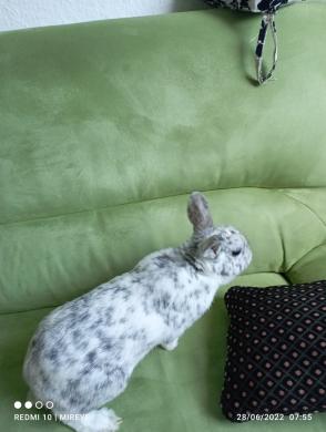 Jean-Guimauve-lapin mâle- en famille d'accueil dans le 67 - adoptés hors Inima Jean_g10