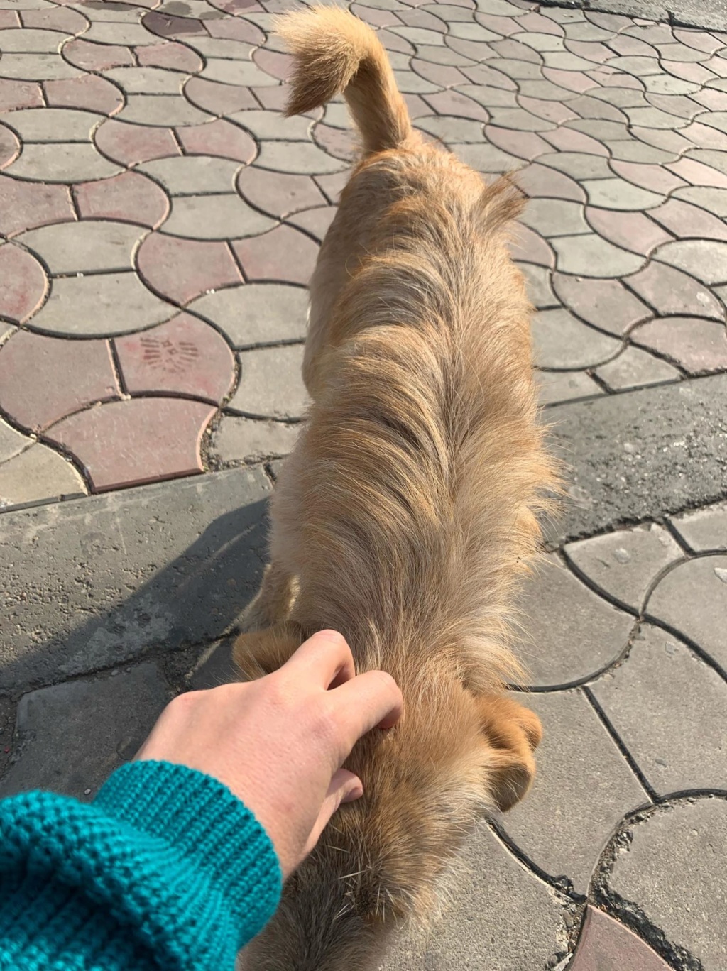 Pepito- mâle- dans les rues à Târgu Frumos - disparu en Roumanie Pepito16