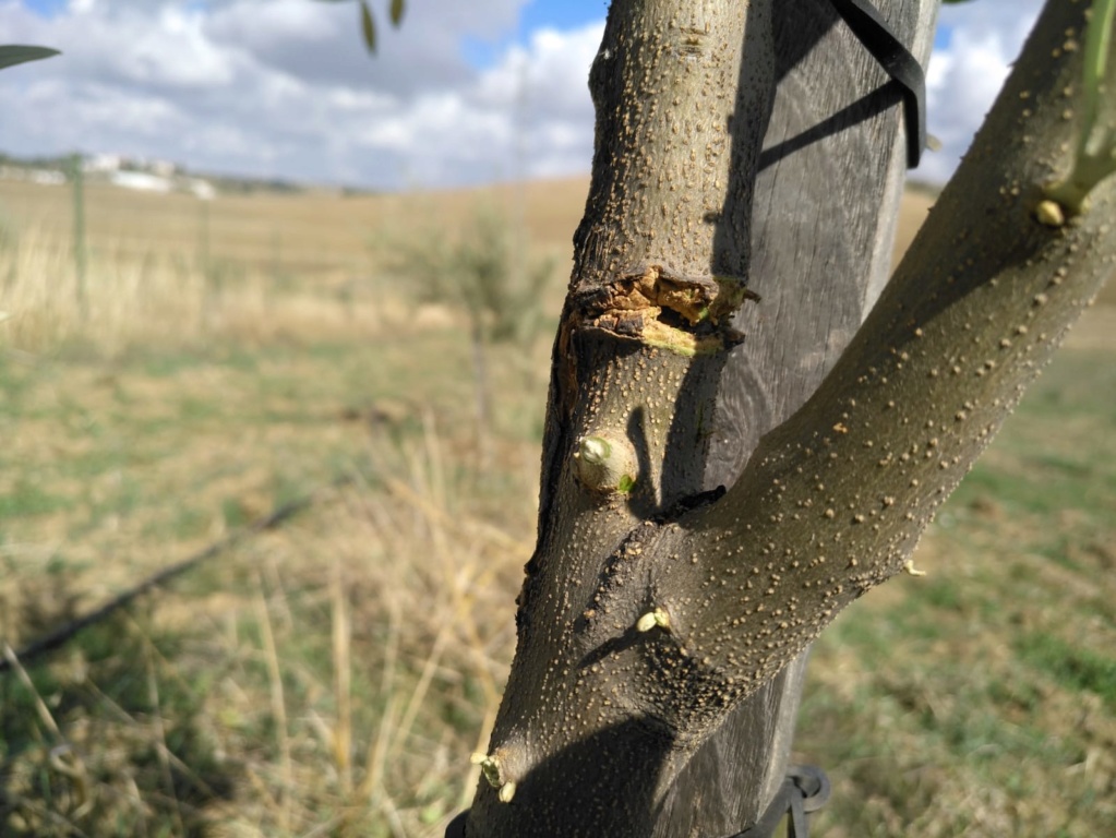 DAÑOS EN TRONCOS OLIVOS JÓVENES (Málaga) Whatsa15