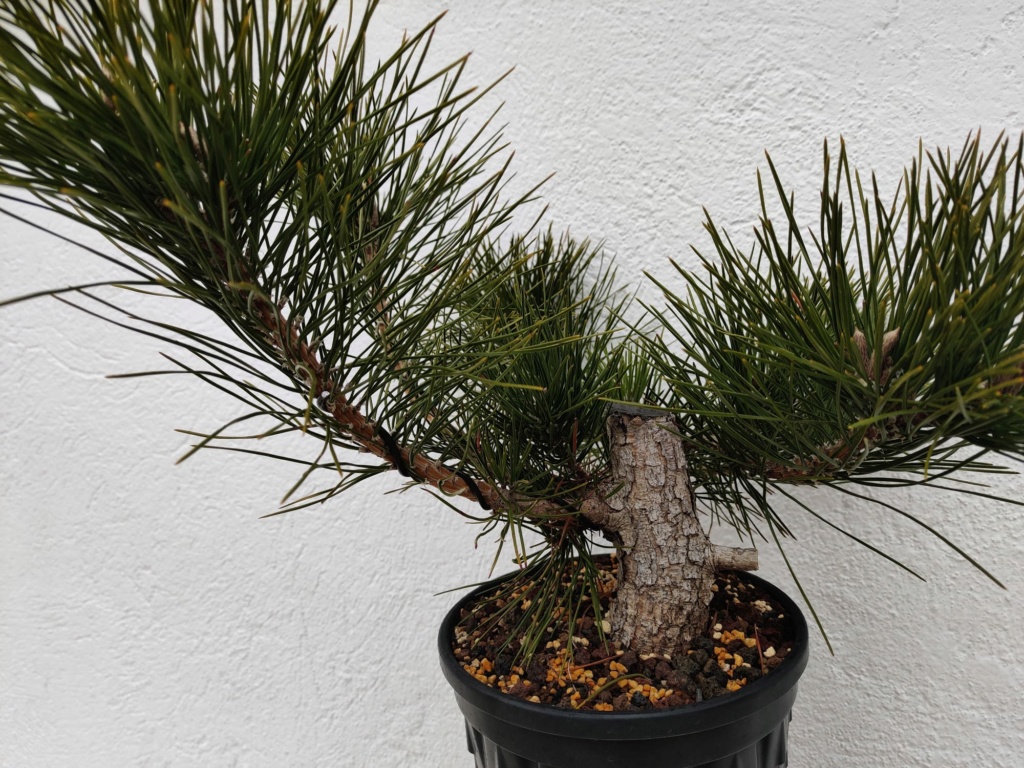 [Pinus Thunbergii] Trabajar la madera 117