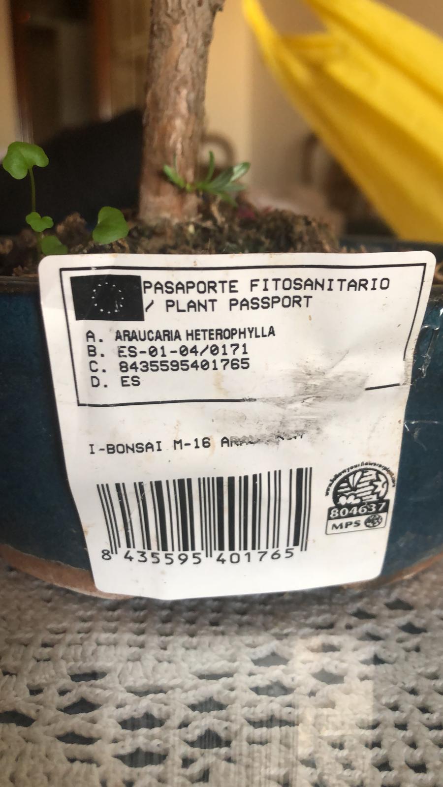 ¿Araucaria o Podocarpus? 118