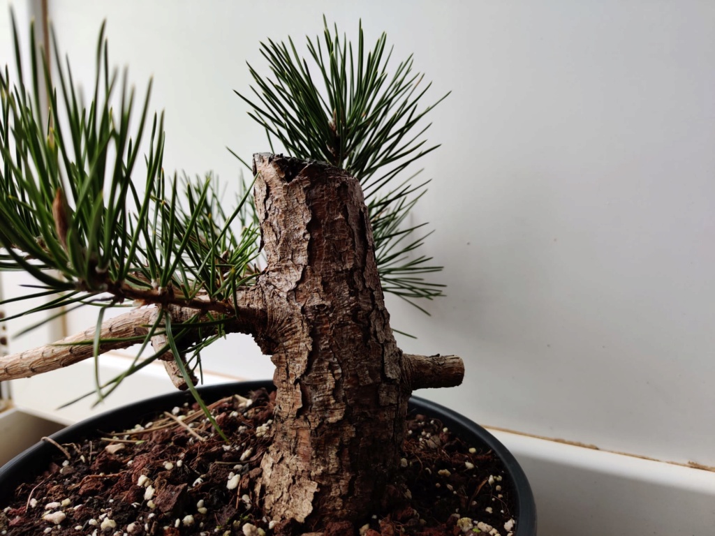 [Pinus Thunbergii] Trabajar la madera 2019-111