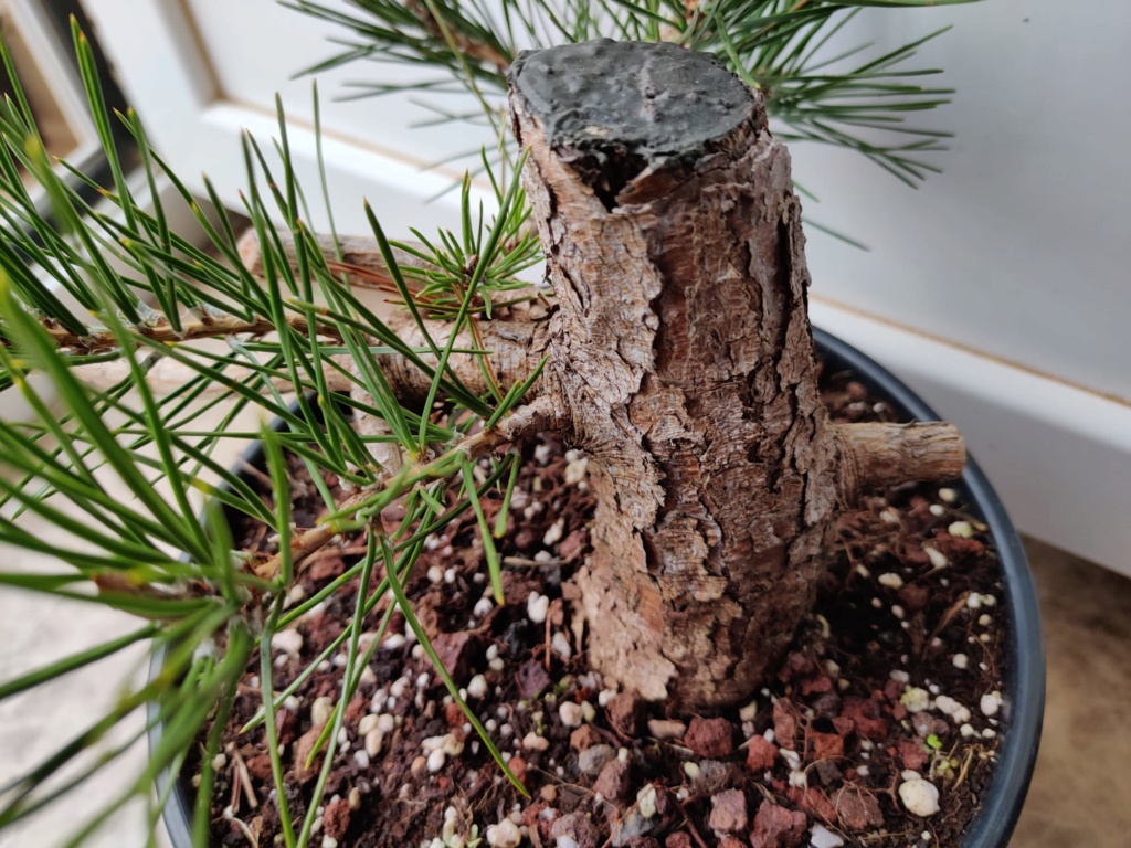 [Pinus Thunbergii] Trabajar la madera 2019-112