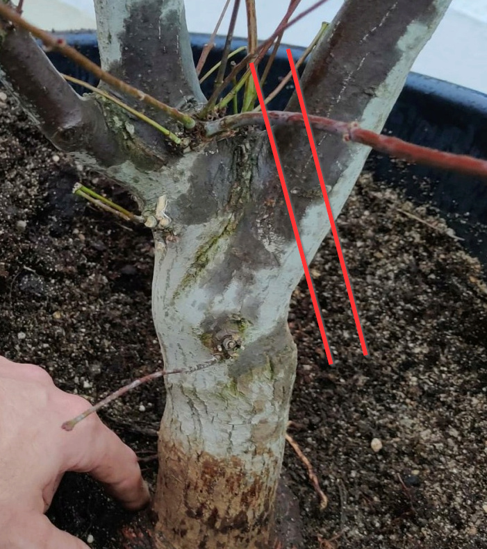 Acer Palmatum Atropurpureum  2021-015