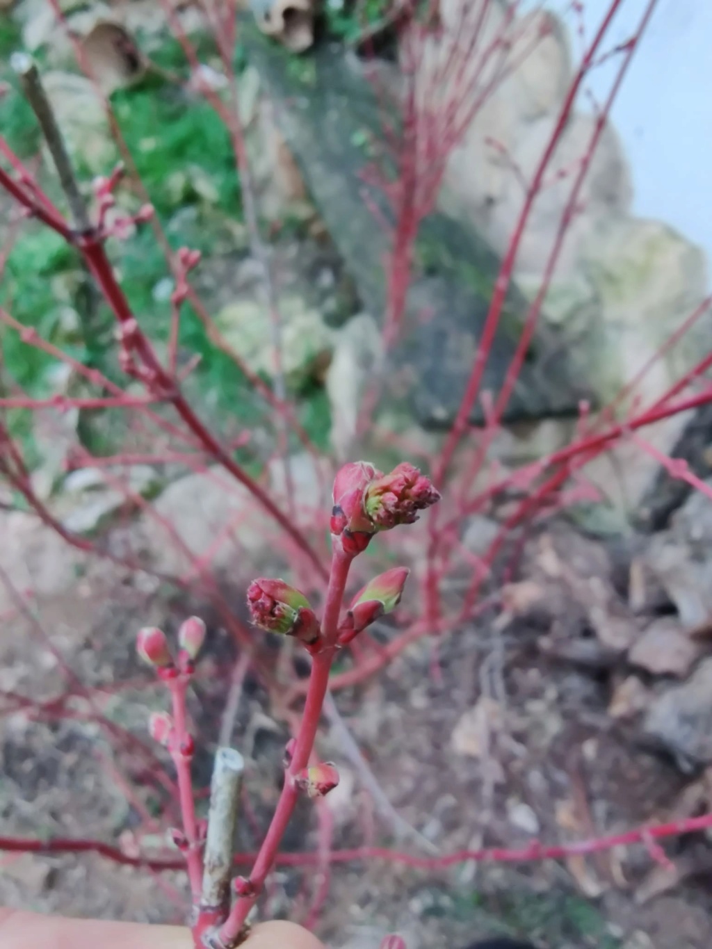 Acer Palmatum Sango Kaku (sango kaku = sango = senkaki) 2021-021