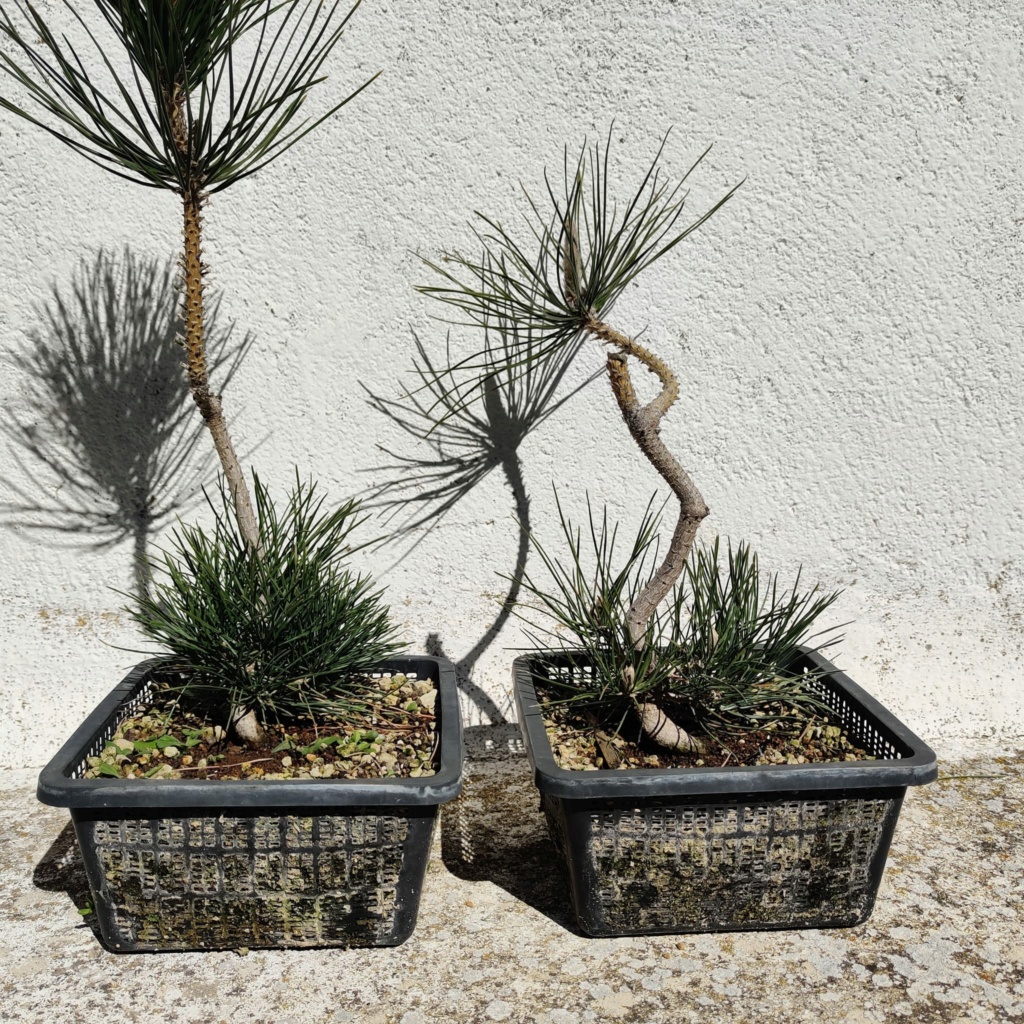 Pinus Thunbergii (Control del vigor) Febrer13