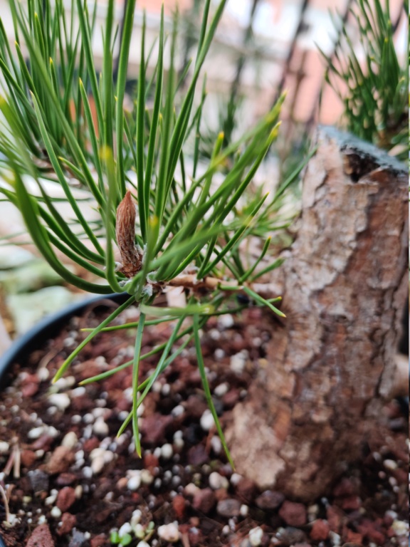 [Pinus Thunbergii] Trabajar la madera Img_2014