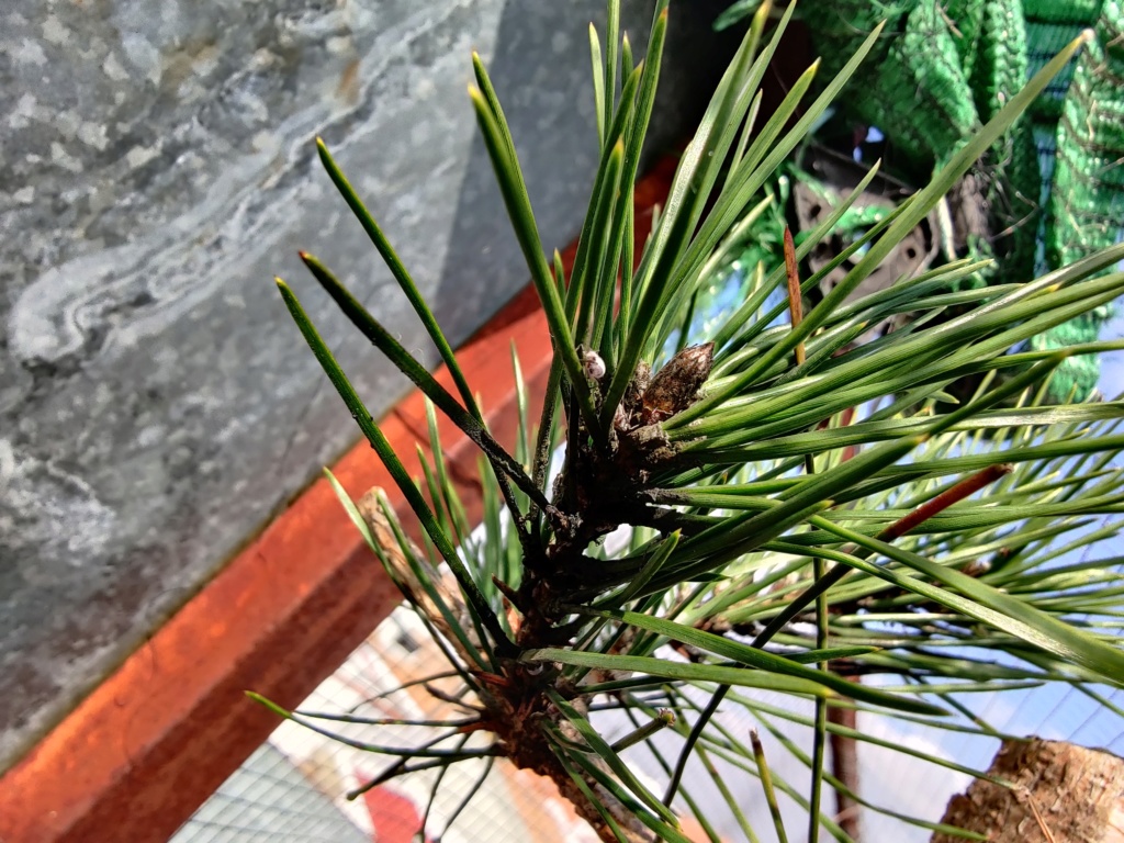 [Pinus Thunbergii] Trabajar la madera Img_2019
