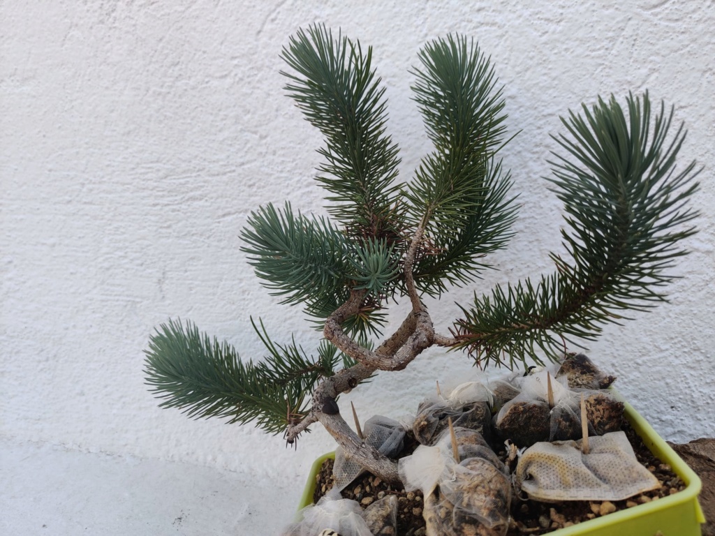 Pinus Pinea  Presen13