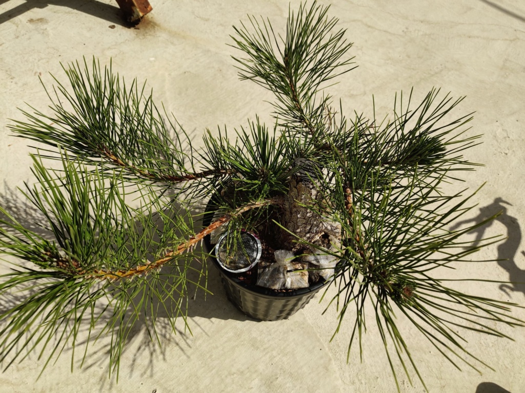 [Pinus Thunbergii] Trabajar la madera Pulpo110