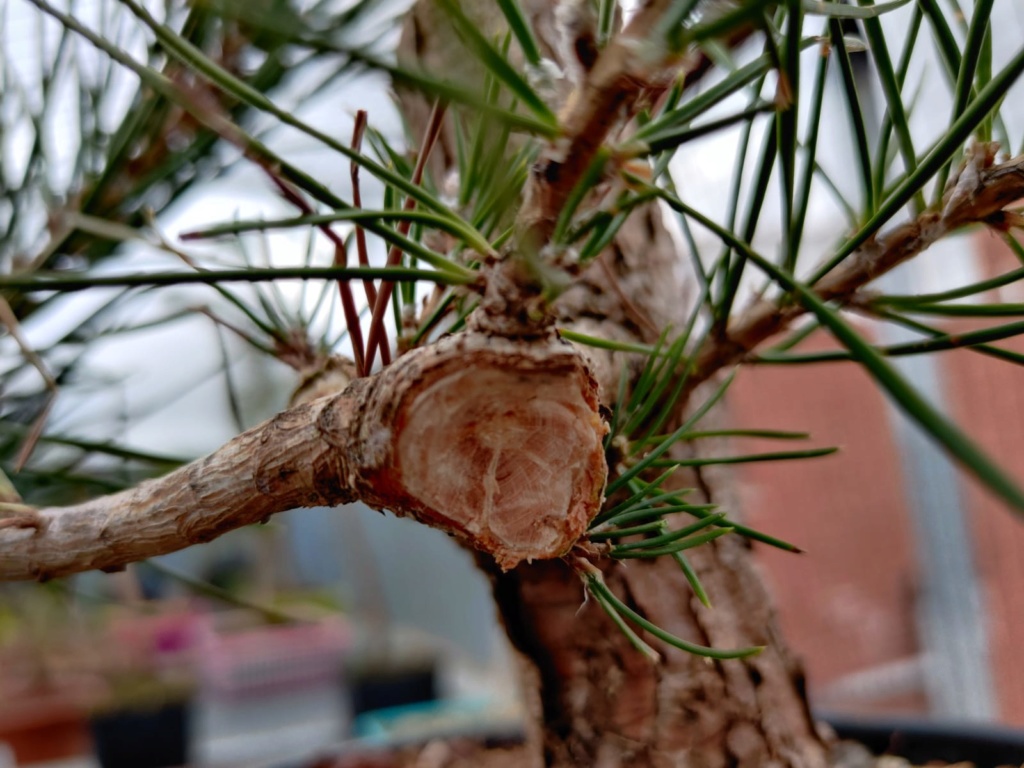 [Pinus Thunbergii] Trabajar la madera Tocon_10