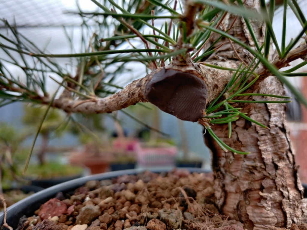 [Pinus Thunbergii] Trabajar la madera Tocon_11