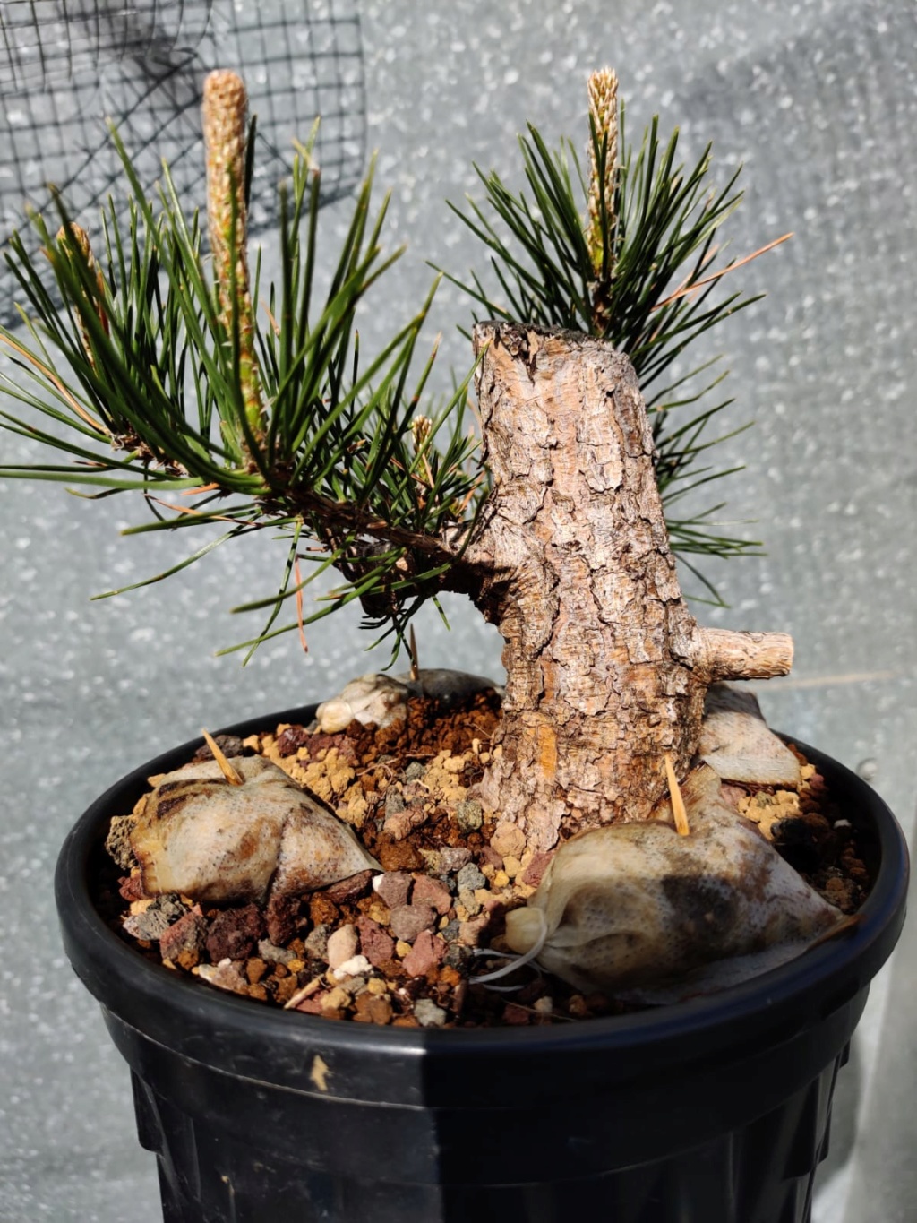 [Pinus Thunbergii] Trabajar la madera Velas_10