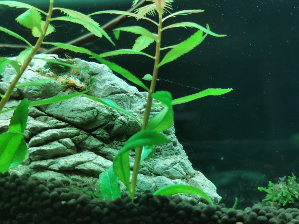 Présentation de mon aquarium et de ma situation - Page 2 16439914