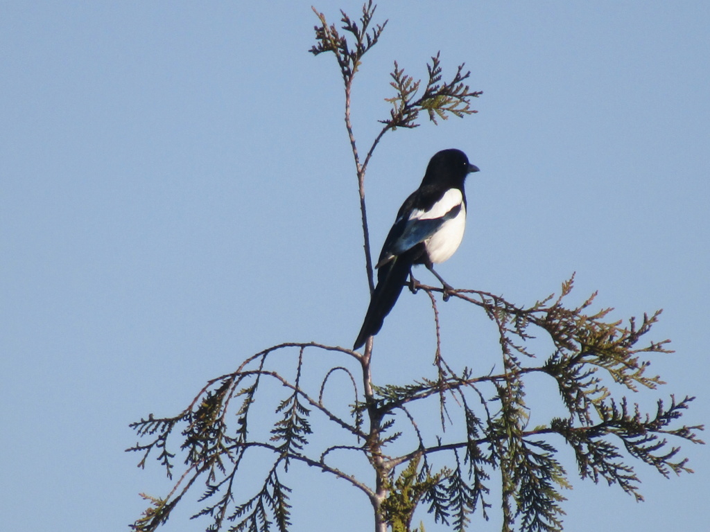 photographie d'oiseaux Pie_ba10