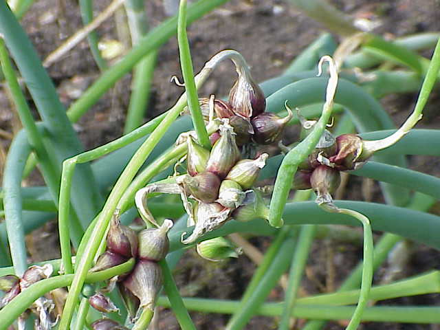4 saisons au potager (l'almanach du jardinier) - Page 24 Allium10