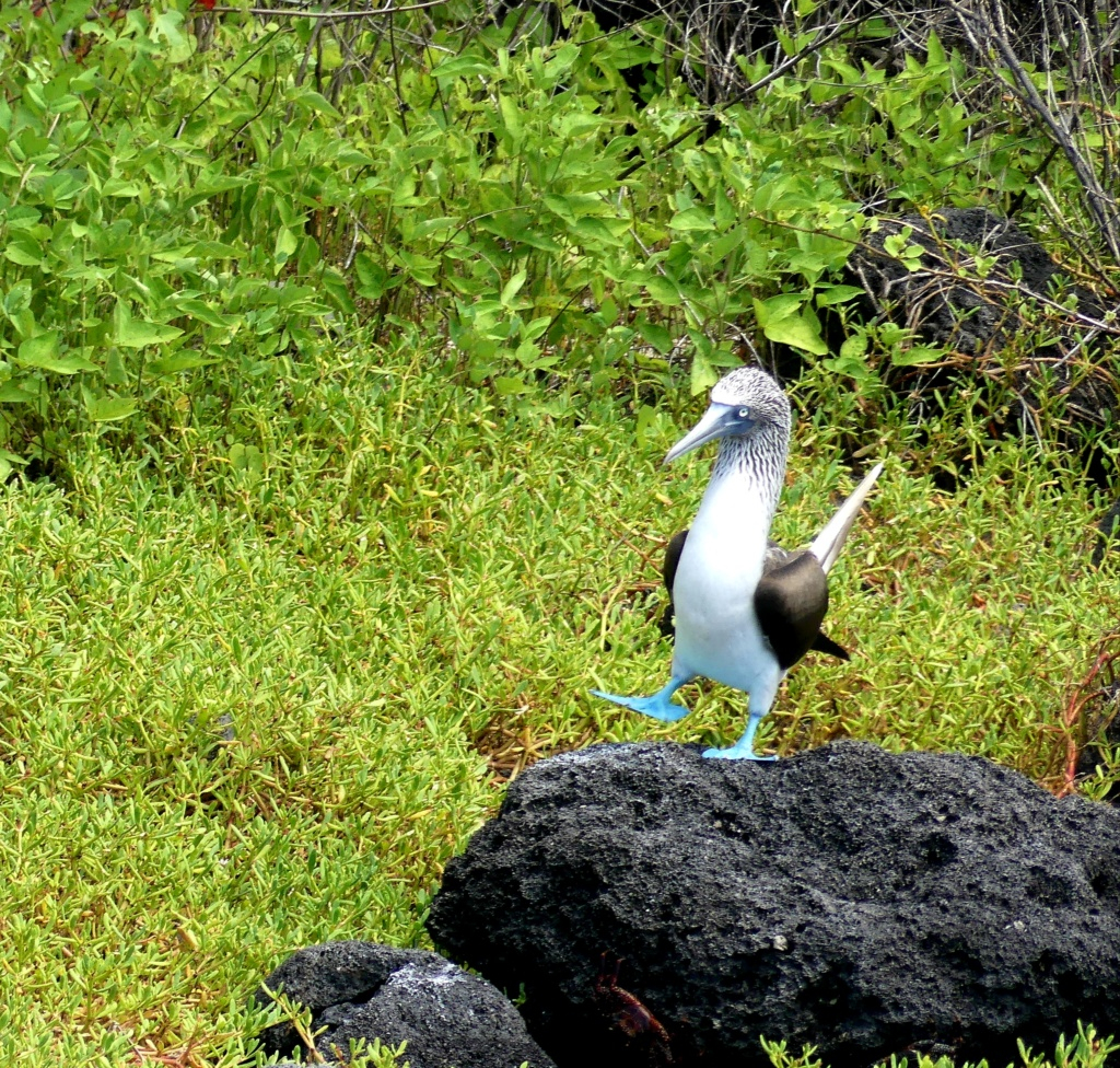 GALAPAGOS AVRIL 2024 20240411