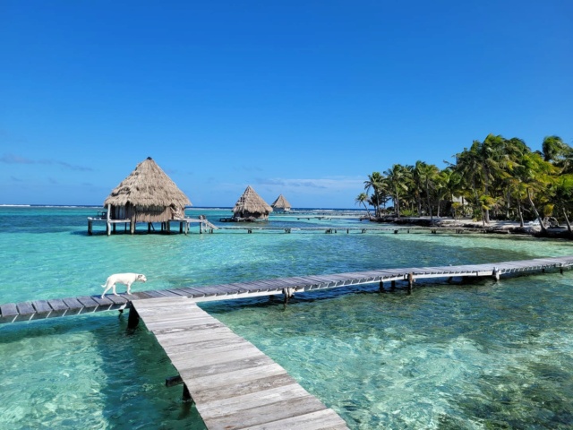 Snorkeling au Belize en janvier 2022. Glovers atoll puis Wind ward Tobacco caye Glover14