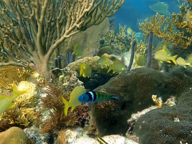 Snorkeling au Belize en janvier 2022. Glovers atoll puis Wind ward Tobacco caye Thalas10