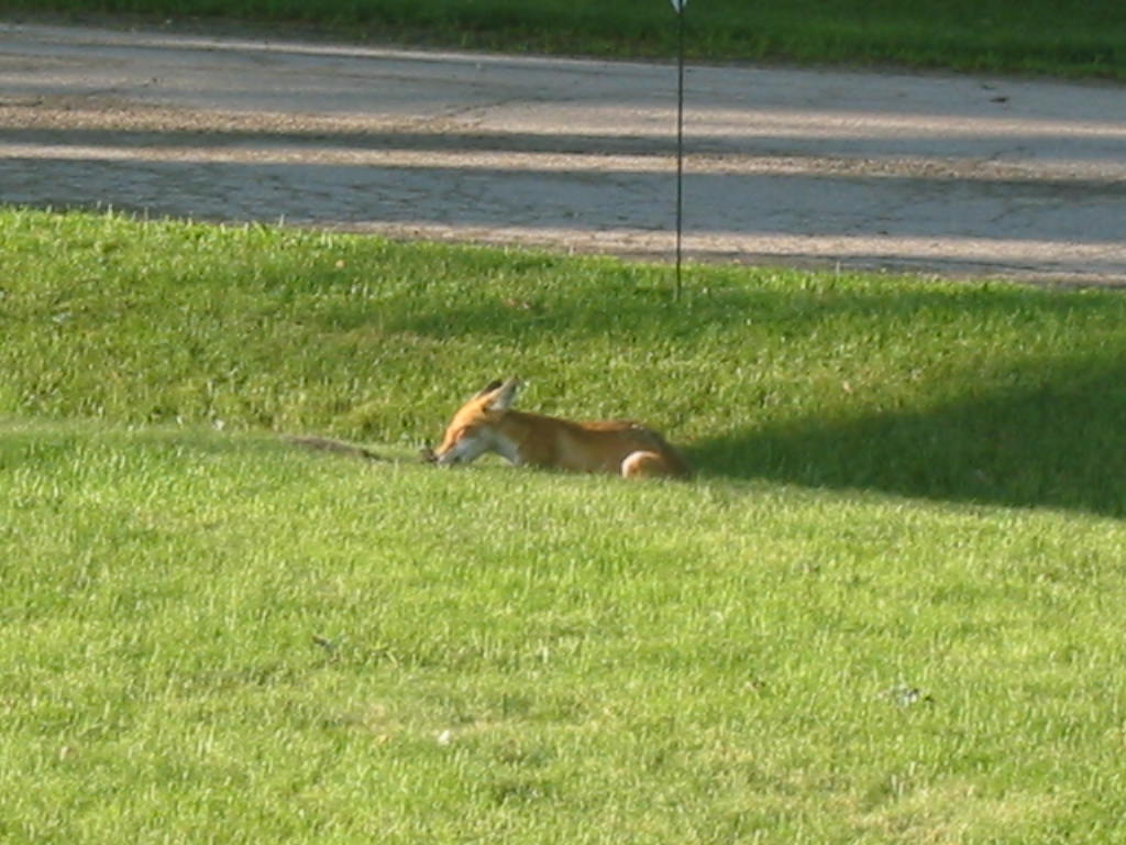 A four legged Fox 01-fox10