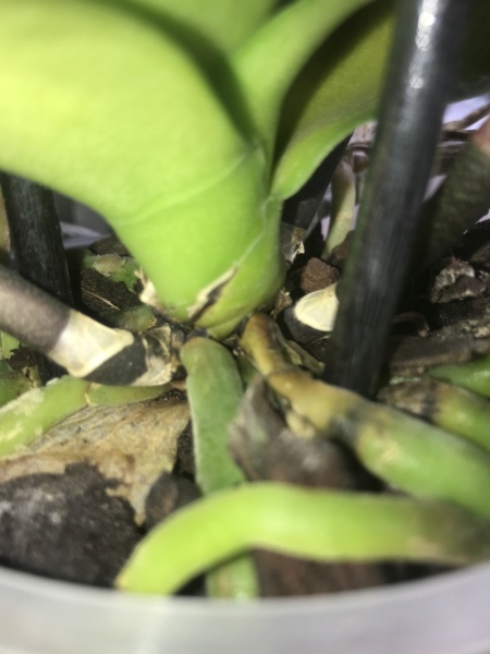 Hat meine Geburtstags Phalaenopsis Stammfäule?  Image11
