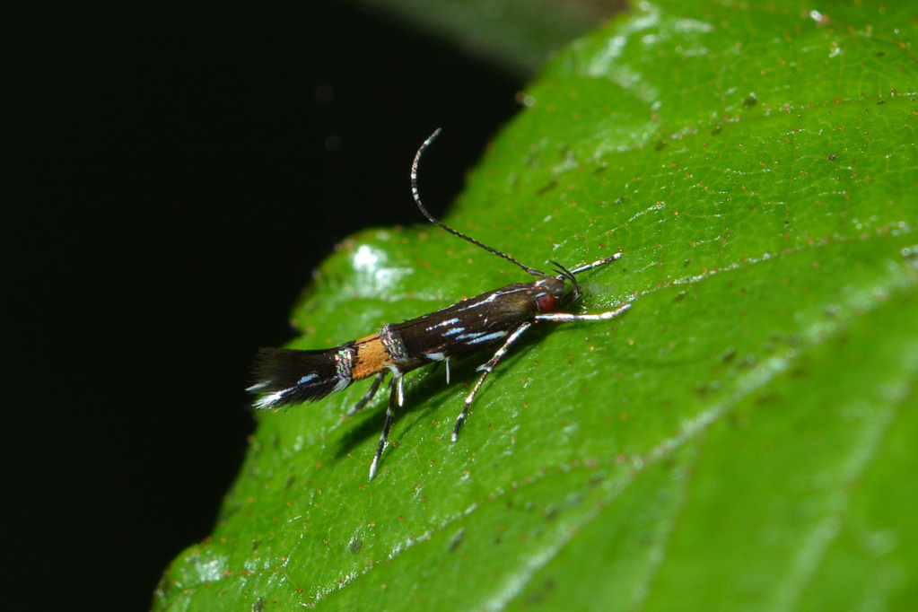 Cosmopterix pulchrimella Cosmop10