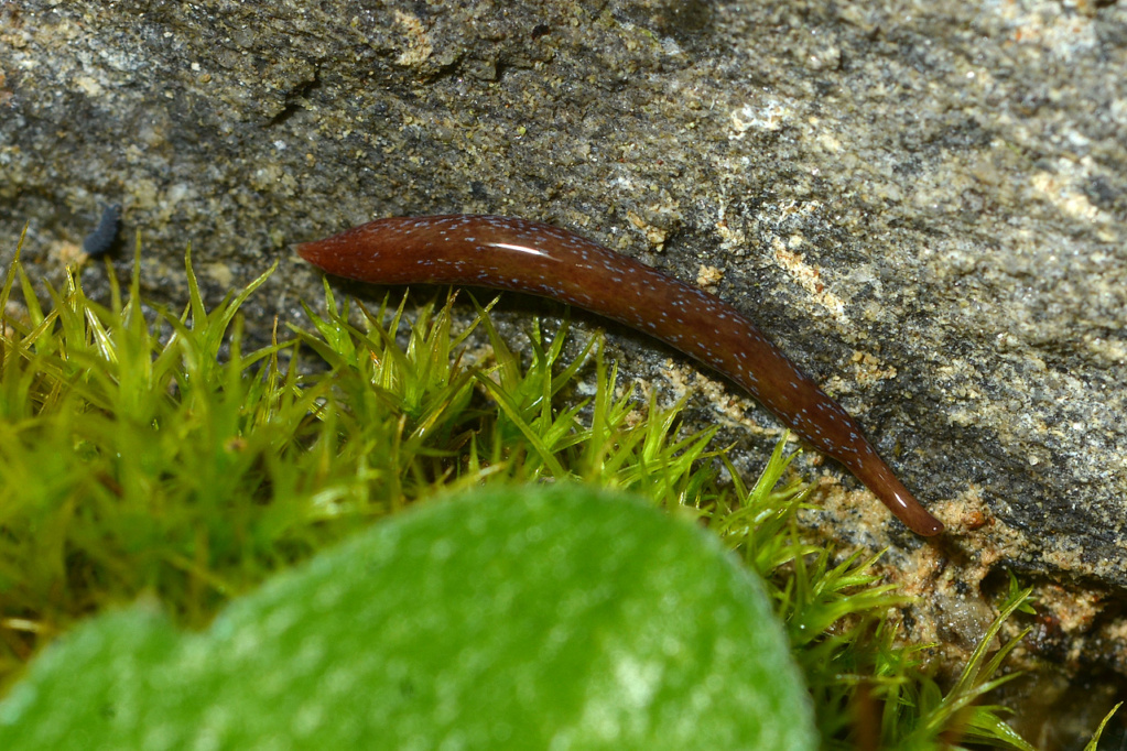 [Marionfyfea adventor] Un plathelminthe terrestre intéressant Marion10