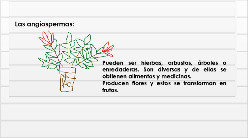 Dominio Eukarya - Reino de las plantas 2 9_marz11