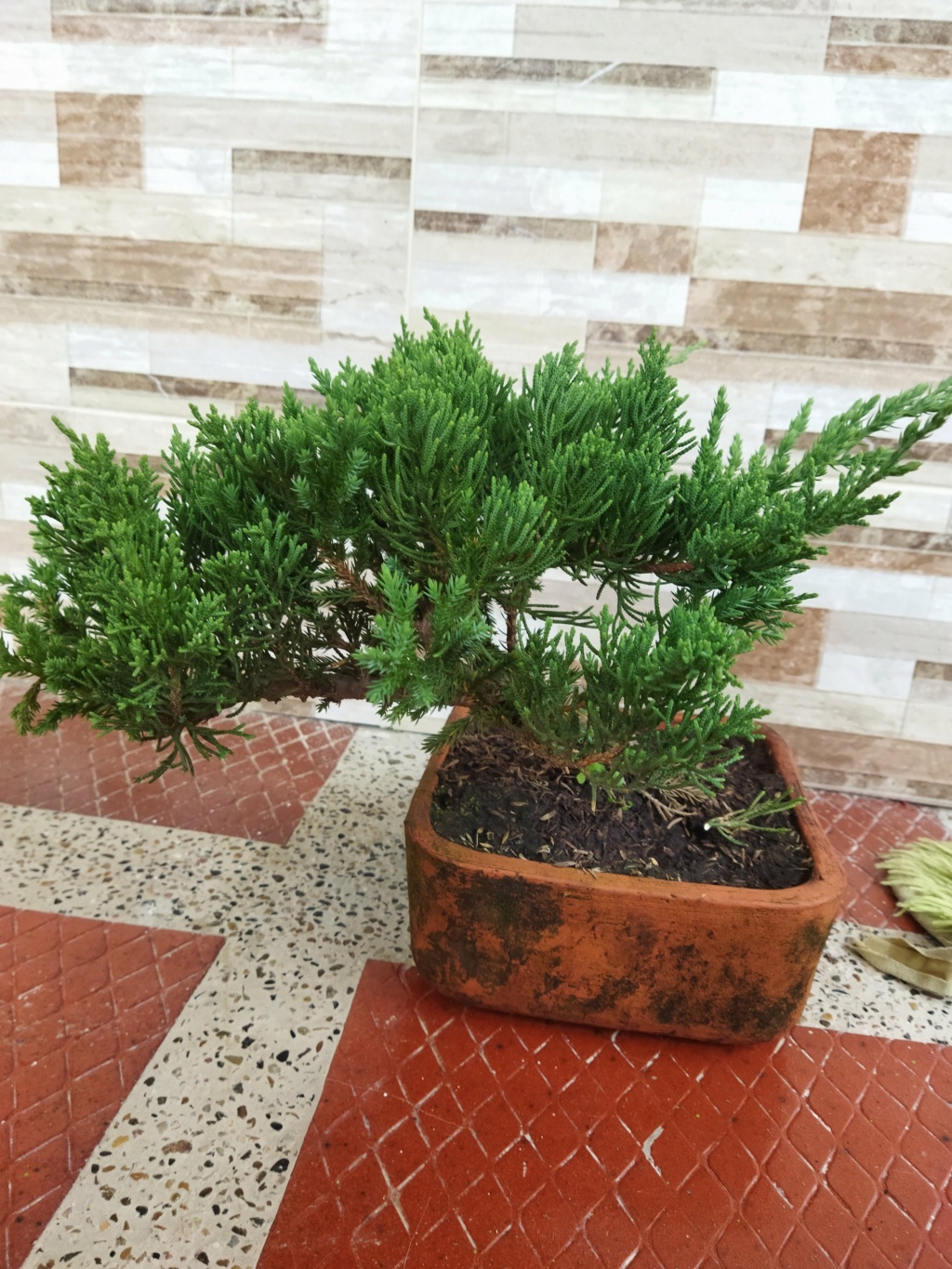 Quien sería tan amable de ayudar a alguien nuevo en este hermoso mundo del bonsai? - Warrod - Img_2010