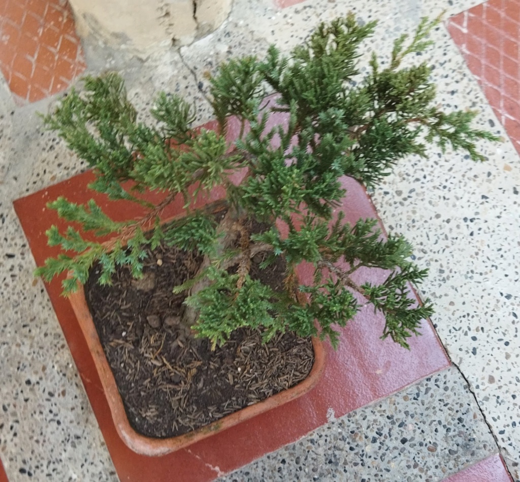 Quien sería tan amable de ayudar a alguien nuevo en este hermoso mundo del bonsai? - Warrod - Img_2011