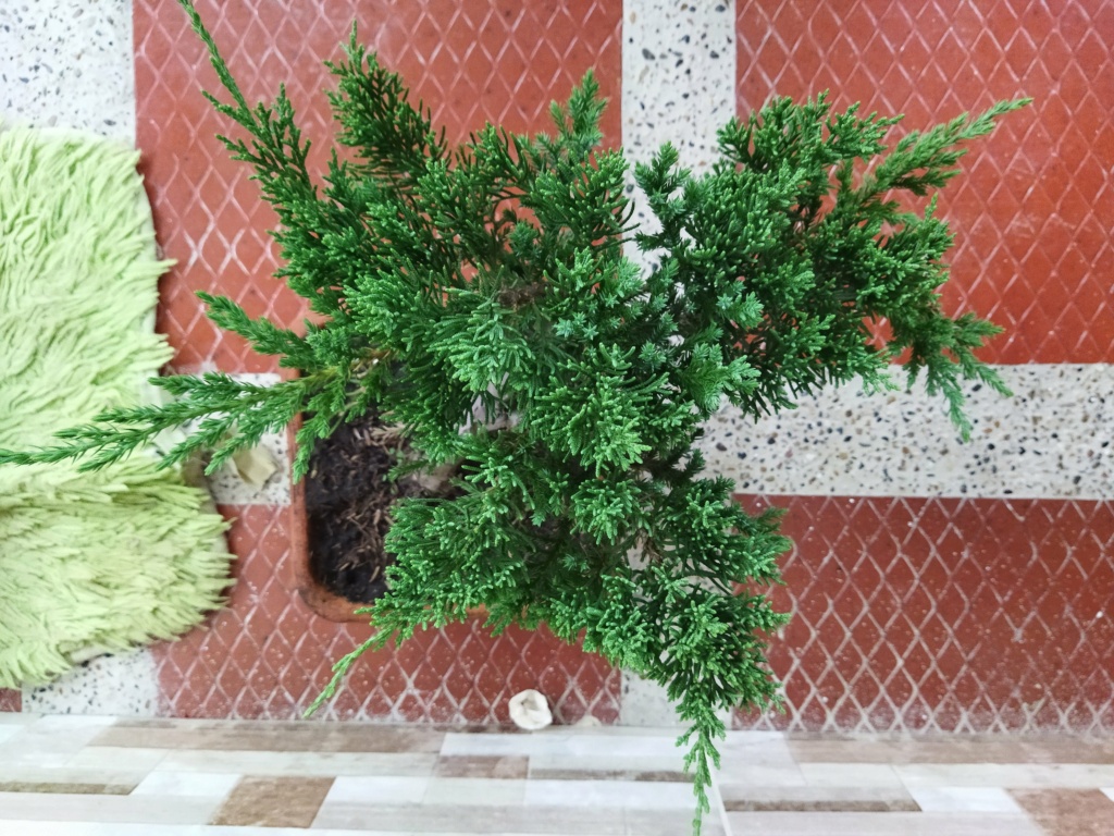 Quien sería tan amable de ayudar a alguien nuevo en este hermoso mundo del bonsai? - Warrod - Img_2012