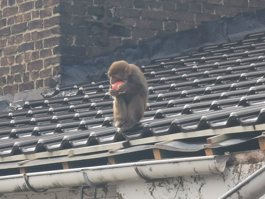 Charleroi: un singe en liberté sur les toits, les pompiers sur place (05-11-2021 + photos) Img_2033