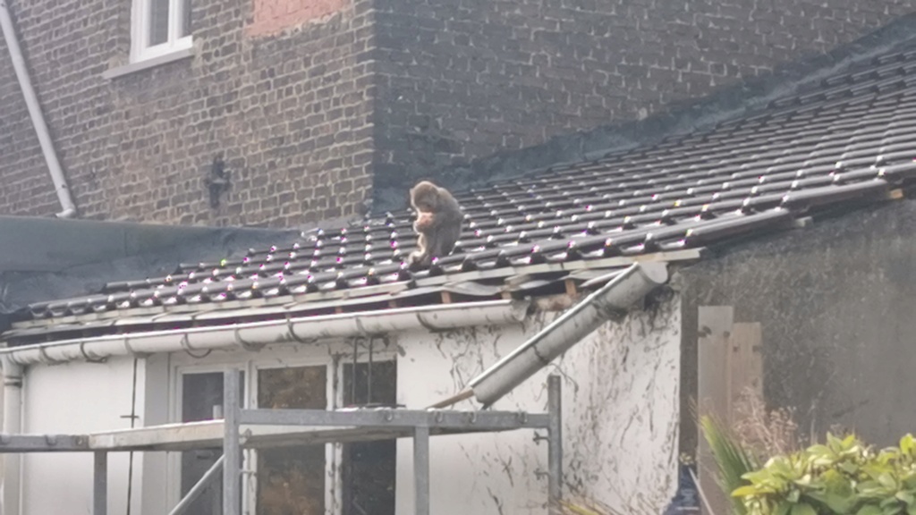 Charleroi: un singe en liberté sur les toits, les pompiers sur place (05-11-2021 + photos) Img_2034