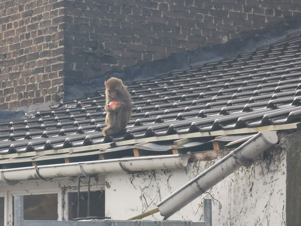 Charleroi: un singe en liberté sur les toits, les pompiers sur place (05-11-2021 + photos) Img_2035