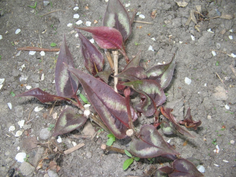 persicaria polymorpha - Persicarias - Page 7 Persic10