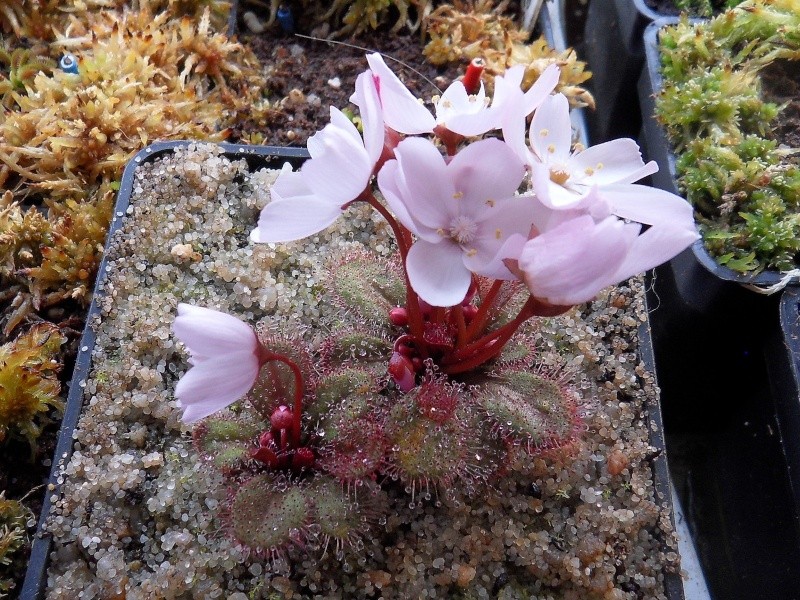 Drosera browniana en fleurs Sdc16913